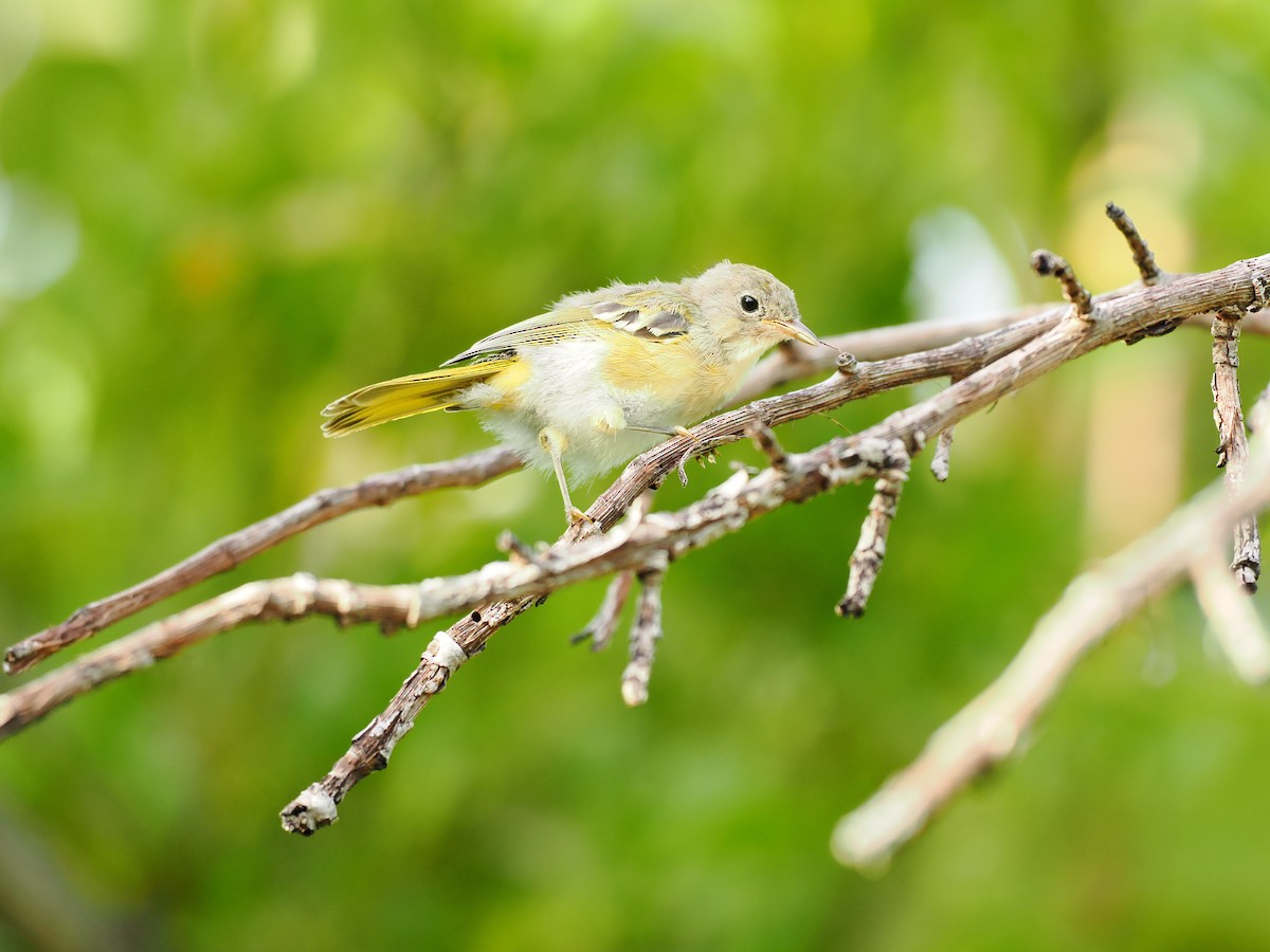 Yellow Warbler (Golden) - ML622786143