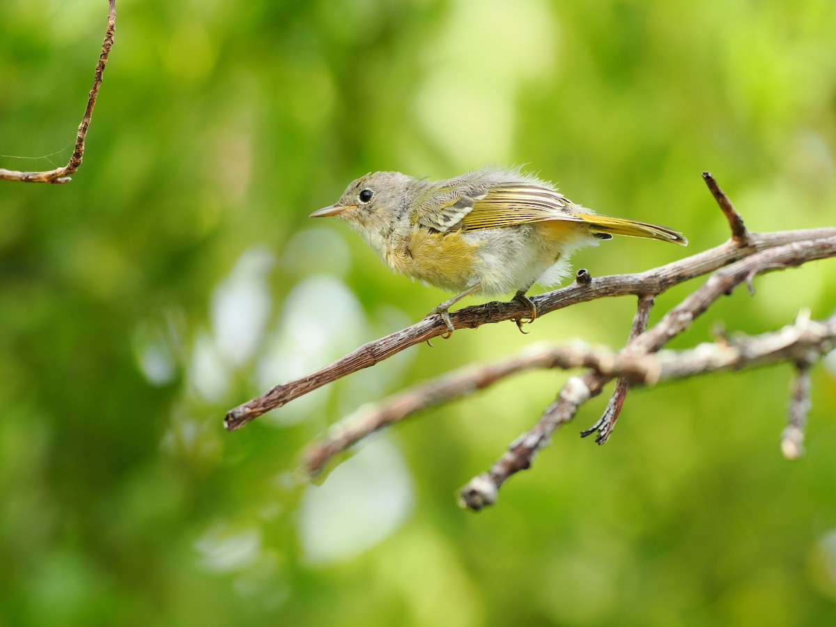 Yellow Warbler (Golden) - ML622786194