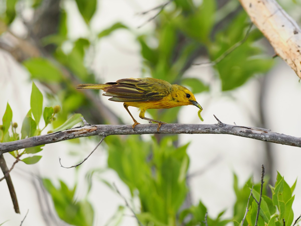 Yellow Warbler (Golden) - ML622786209