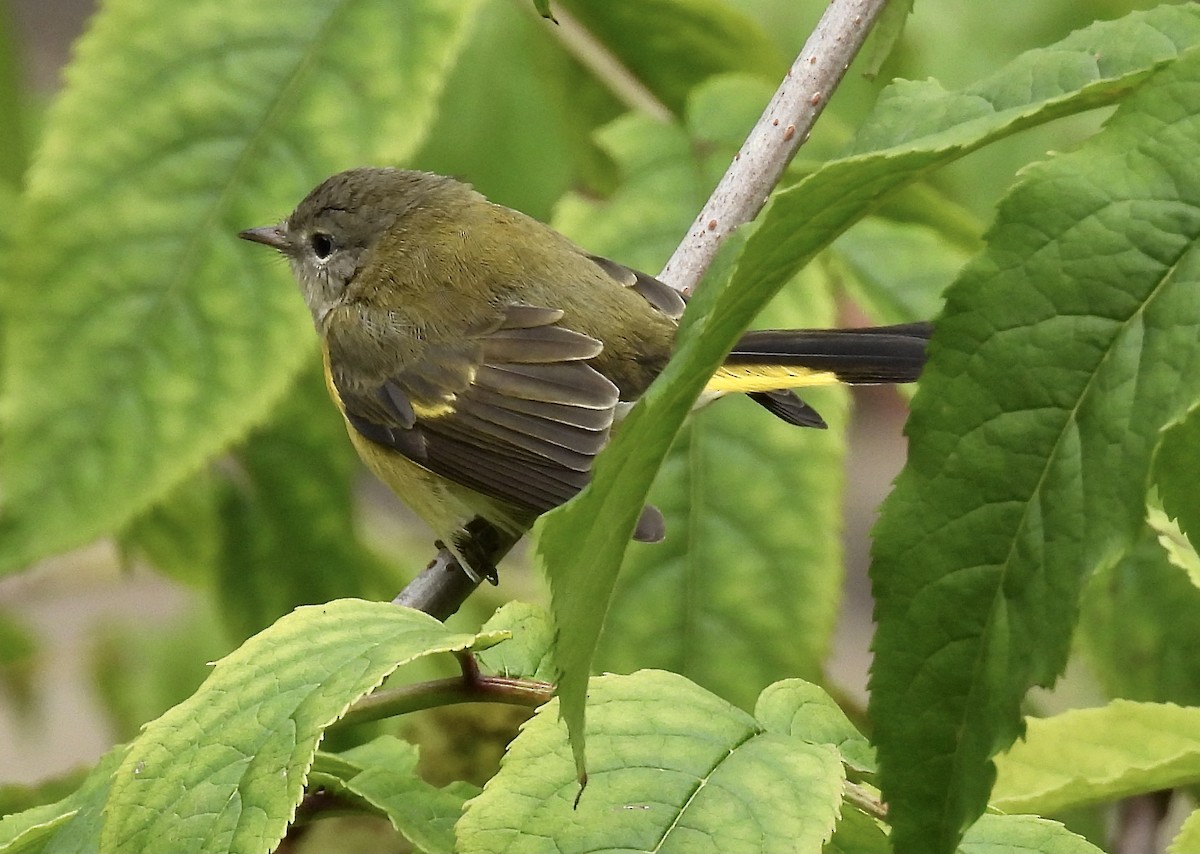 American Redstart - ML622786261