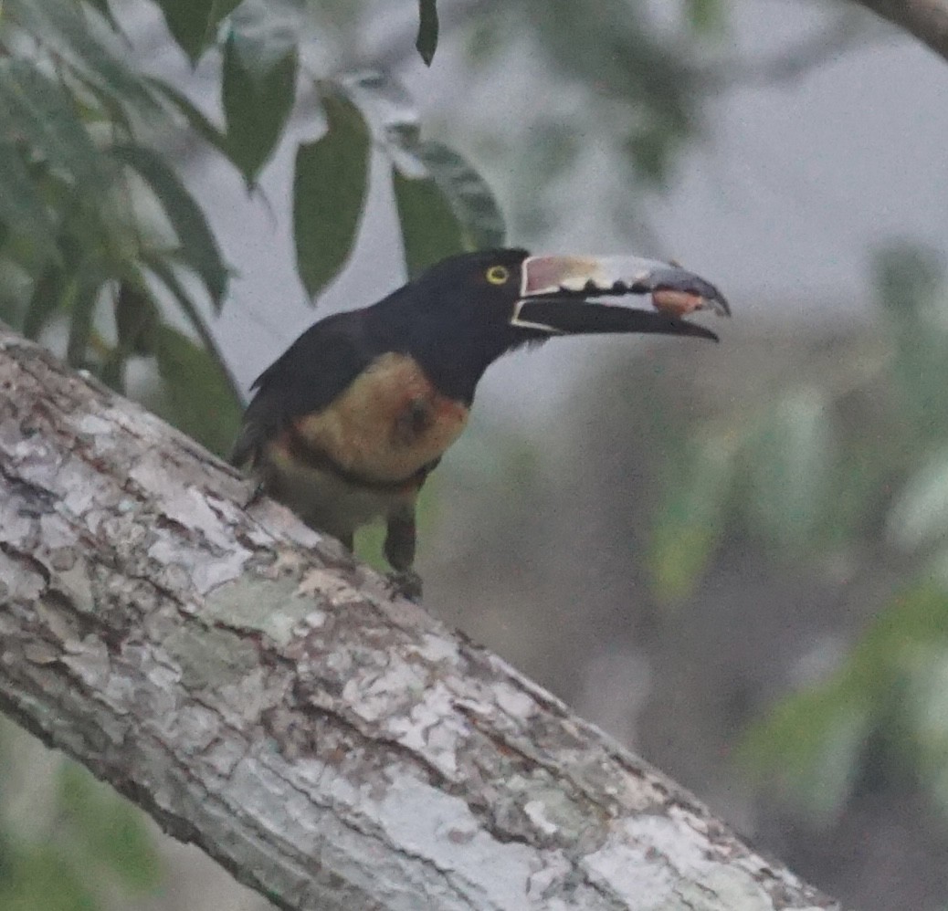 Collared Aracari - ML622786357