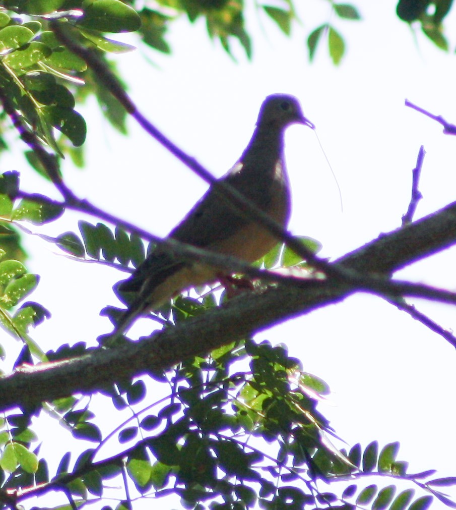 Mourning Dove - Serguei Alexander López Perez