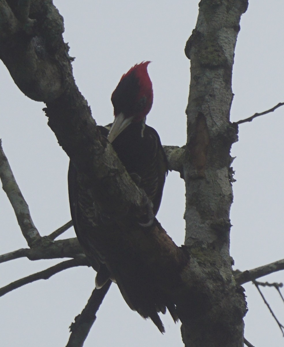 Pale-billed Woodpecker - ML622786387