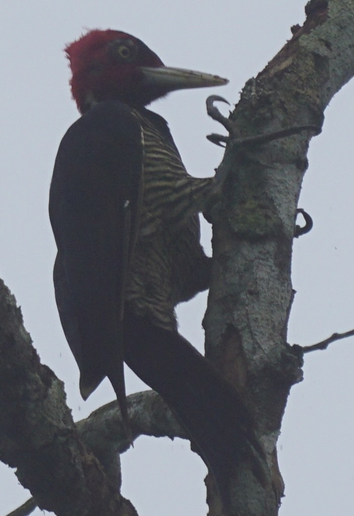 Pale-billed Woodpecker - ML622786388