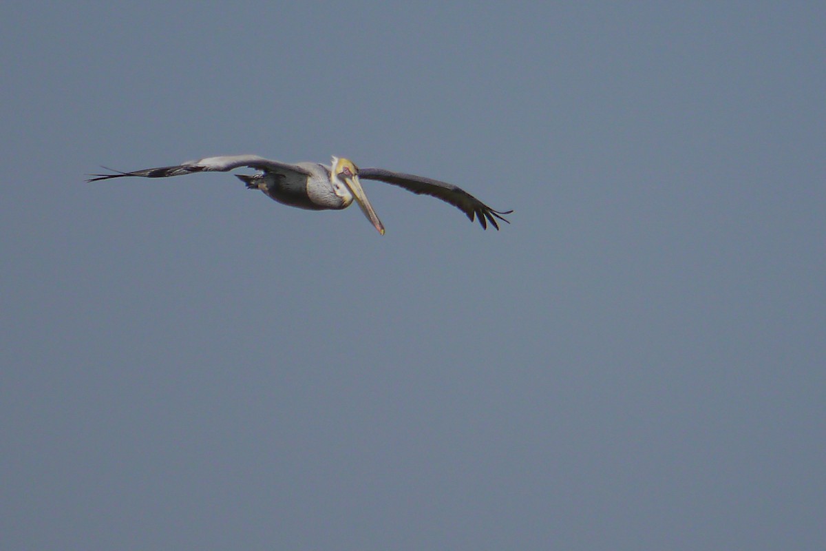 Brown Pelican - ML622786389