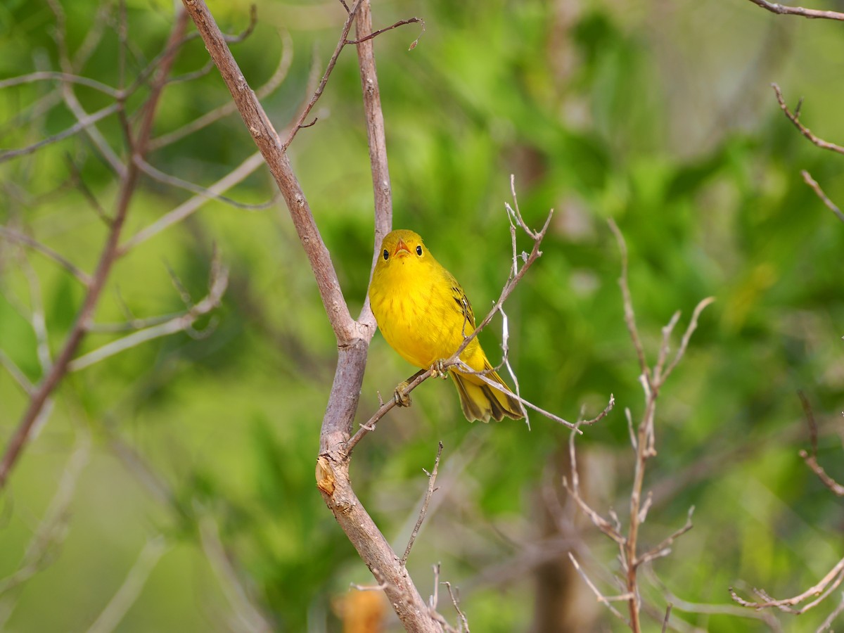 Yellow Warbler (Golden) - ML622786395