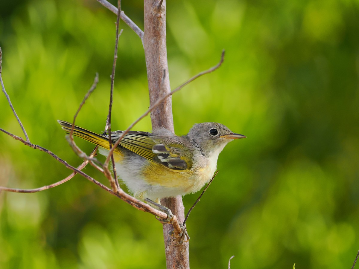 Yellow Warbler (Golden) - ML622786404