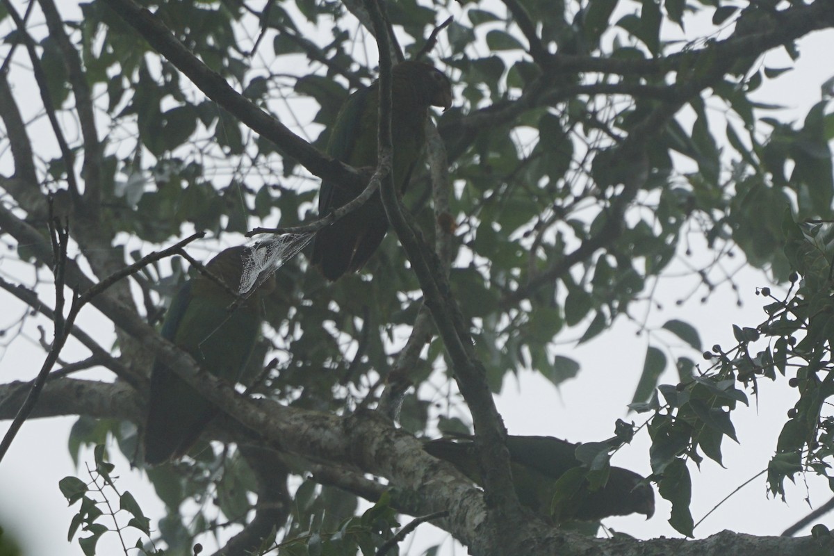 Brown-hooded Parrot - ML622786451