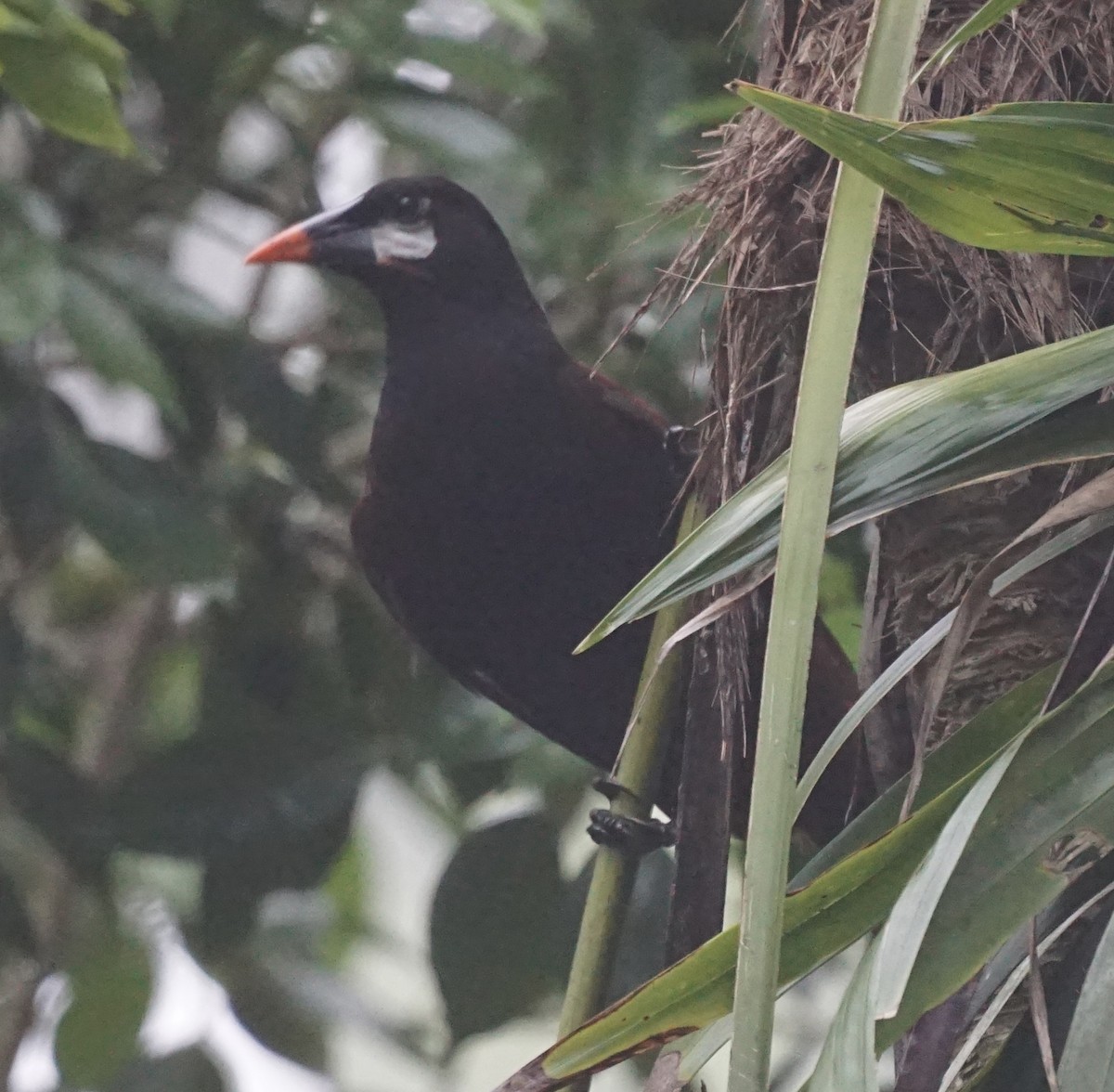 Montezuma Oropendola - ML622786460