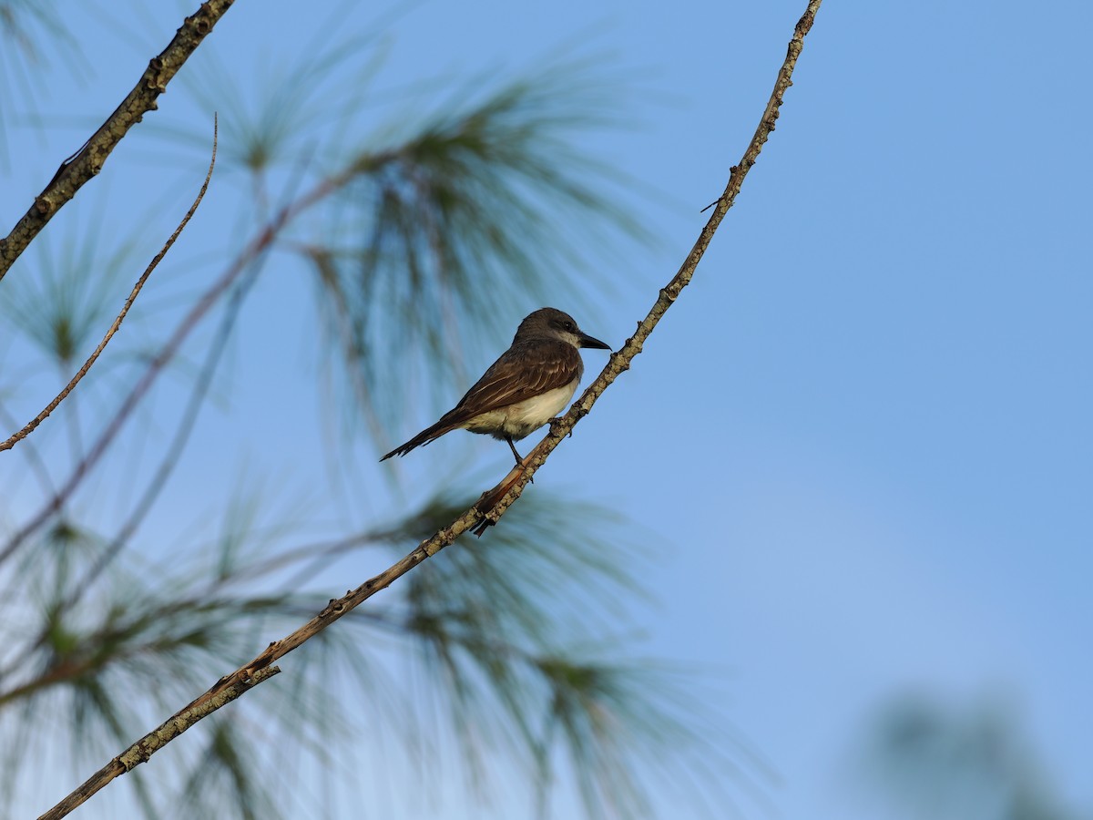 Gray Kingbird - ML622786639