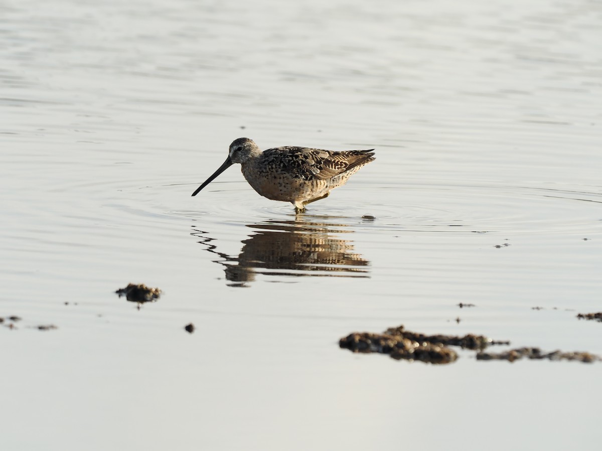 Short-billed Dowitcher - ML622786660