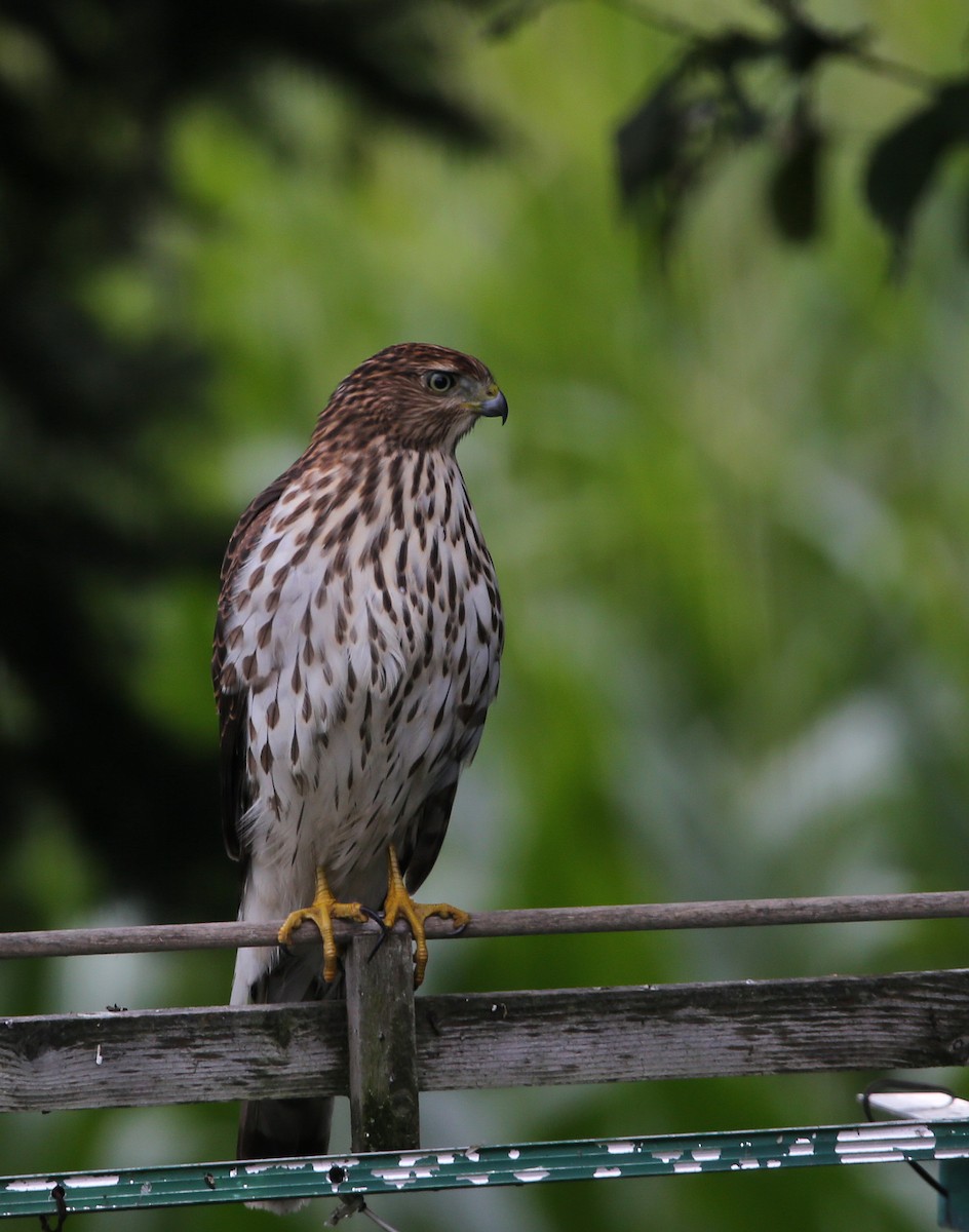 Cooper's Hawk - ML622786684