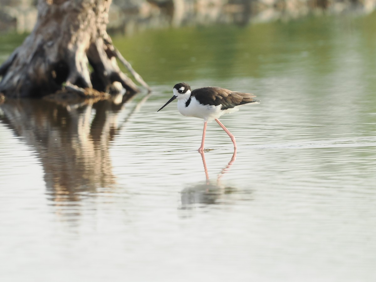 Black-necked Stilt - ML622786701