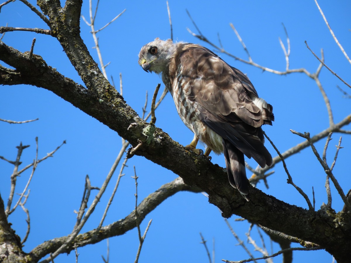 Broad-winged Hawk - ML622786703