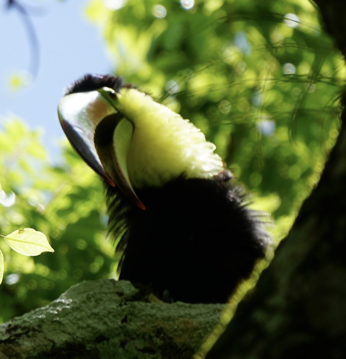 Keel-billed Toucan - ML622786707