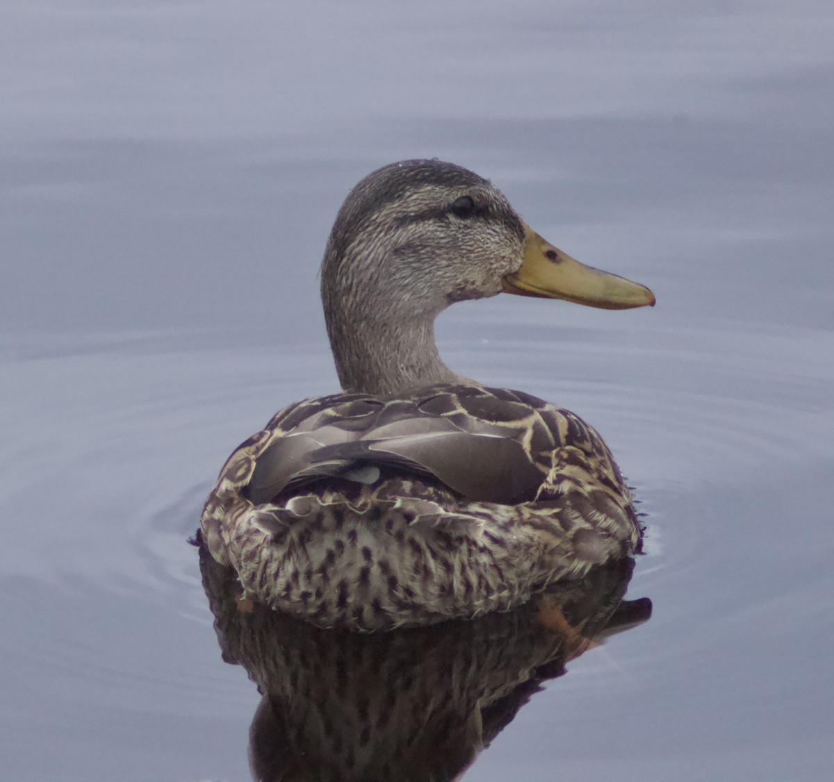 Mallard - Zakary L’Abbé-Larivière