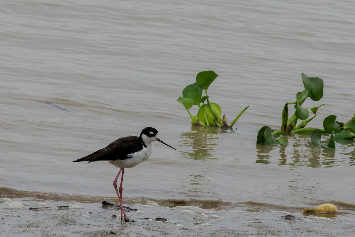 Black-necked Stilt - ML622786738