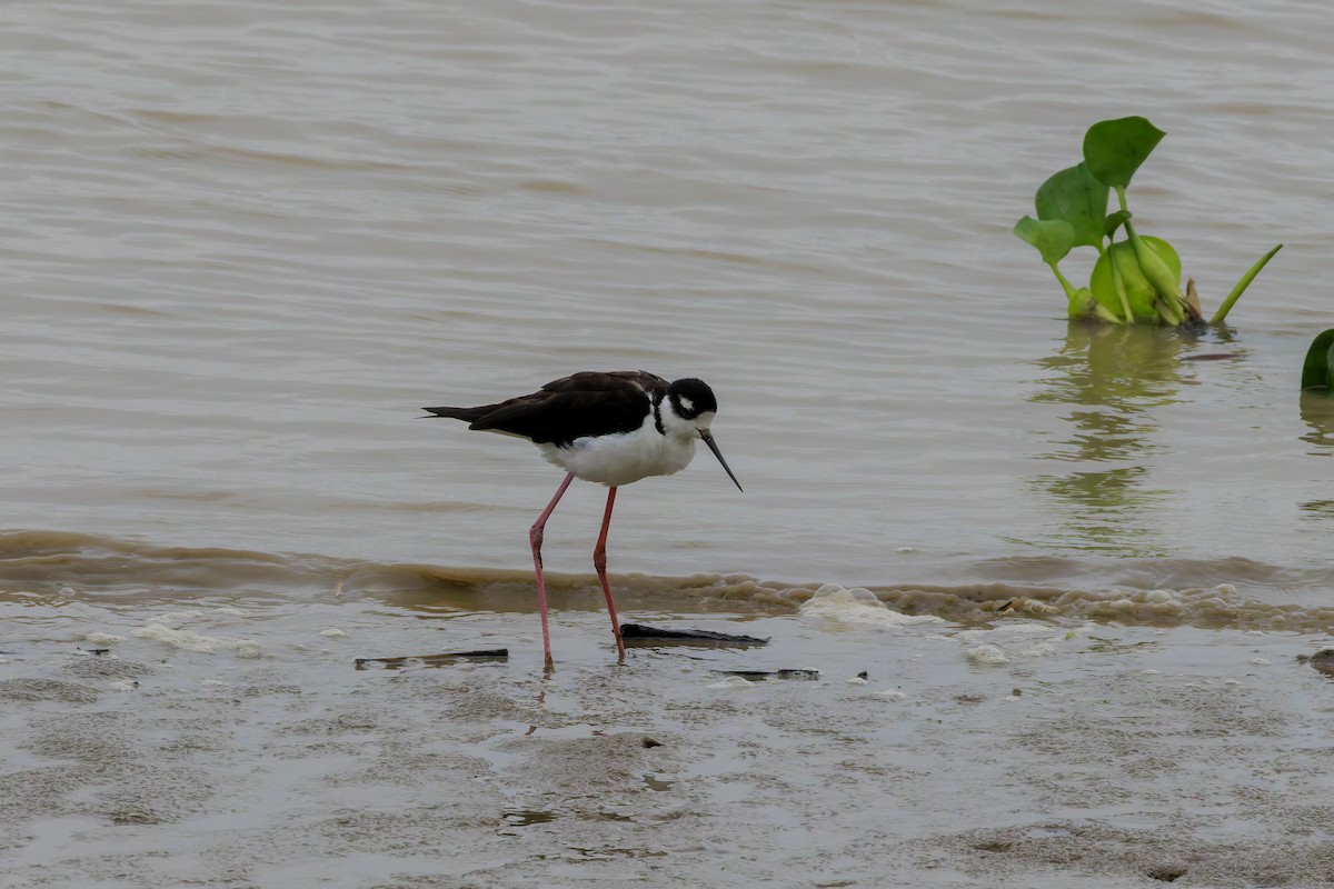 Black-necked Stilt - ML622786739