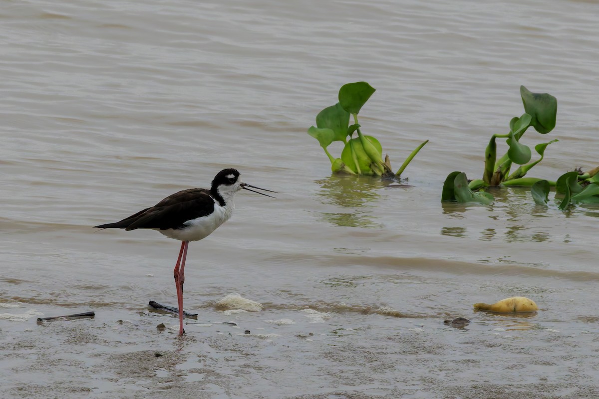 Black-necked Stilt - ML622786740