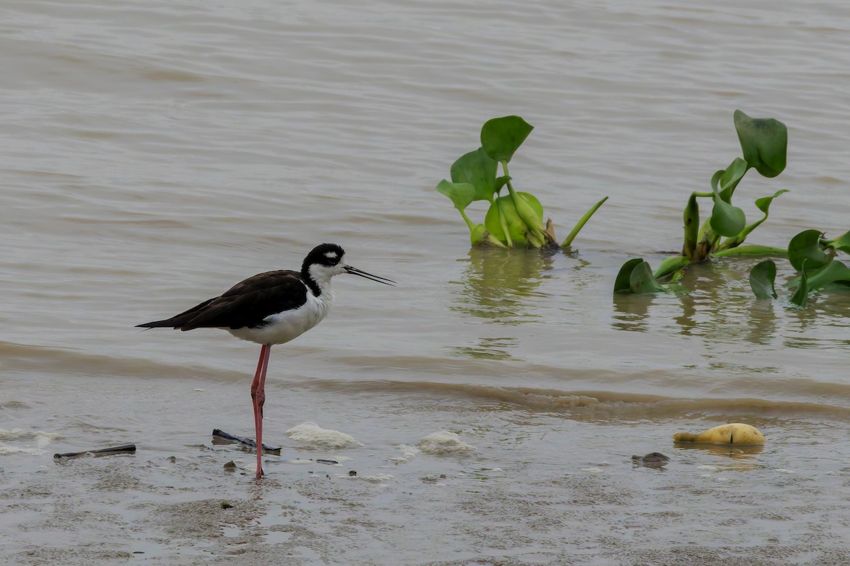 Black-necked Stilt - ML622786741