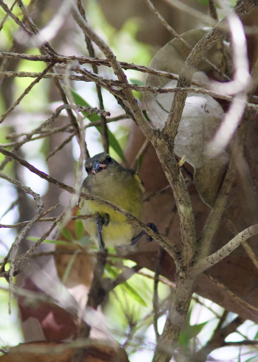 Bananaquit - ML622786744