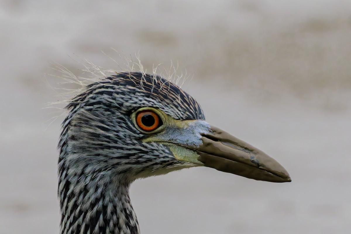 Yellow-crowned Night Heron - ML622786771