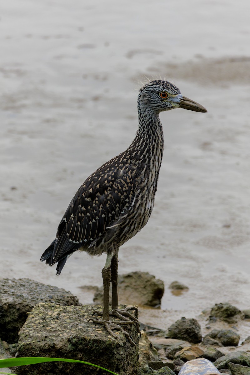 Yellow-crowned Night Heron - ML622786772