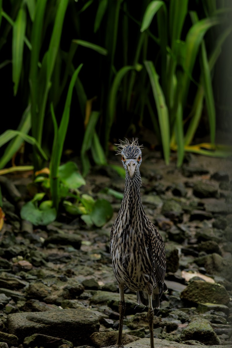 Yellow-crowned Night Heron - ML622786773