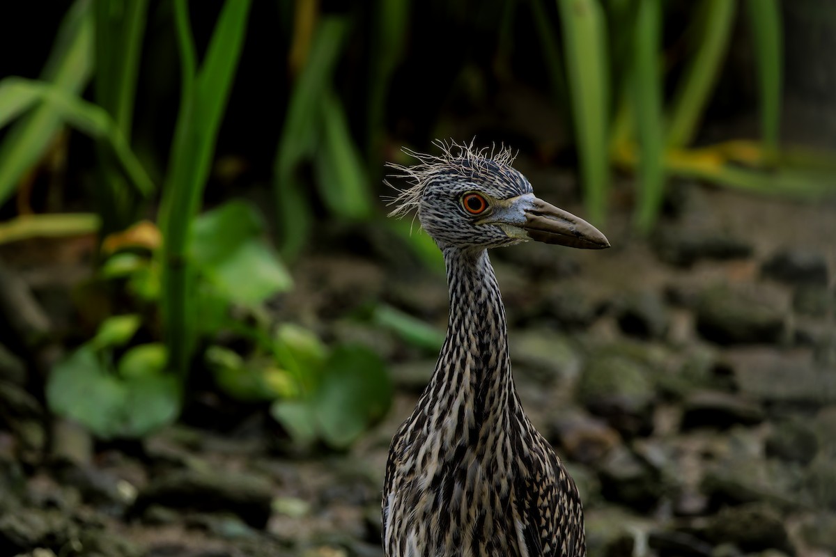 Yellow-crowned Night Heron - ML622786774