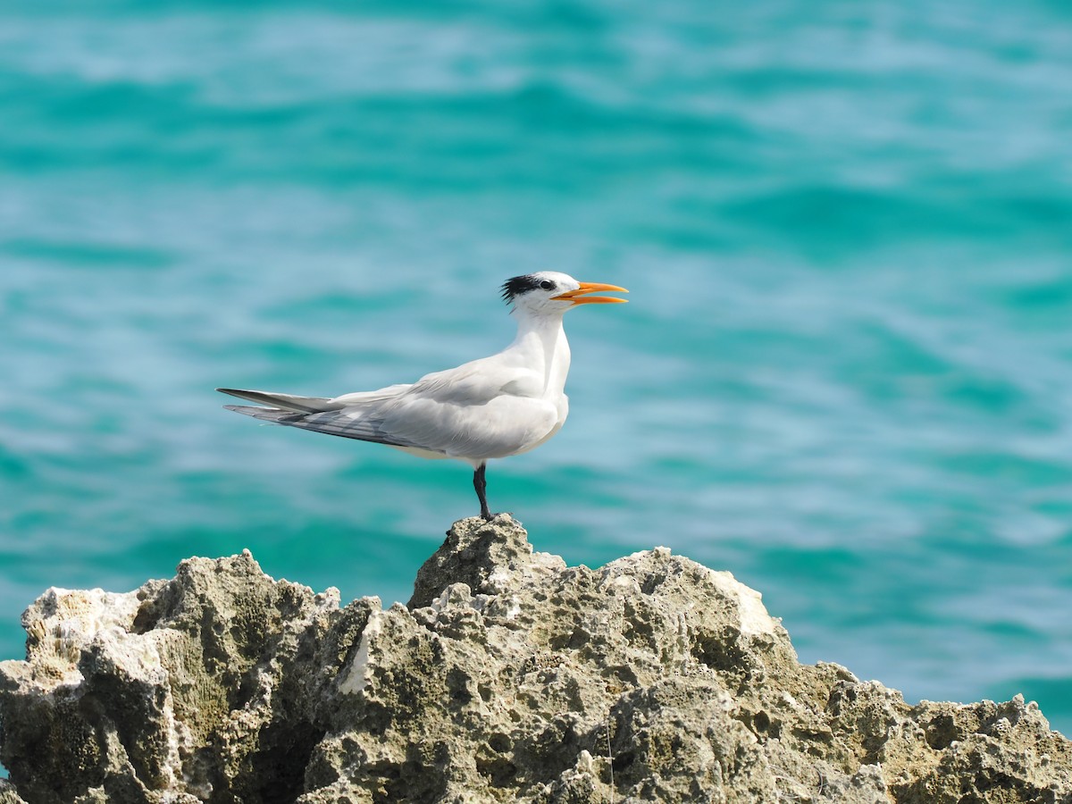 Royal Tern - ML622786796