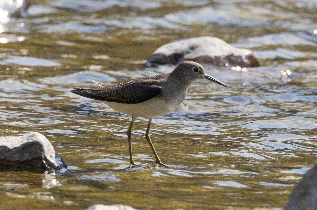 Solitary Sandpiper - John Reynolds