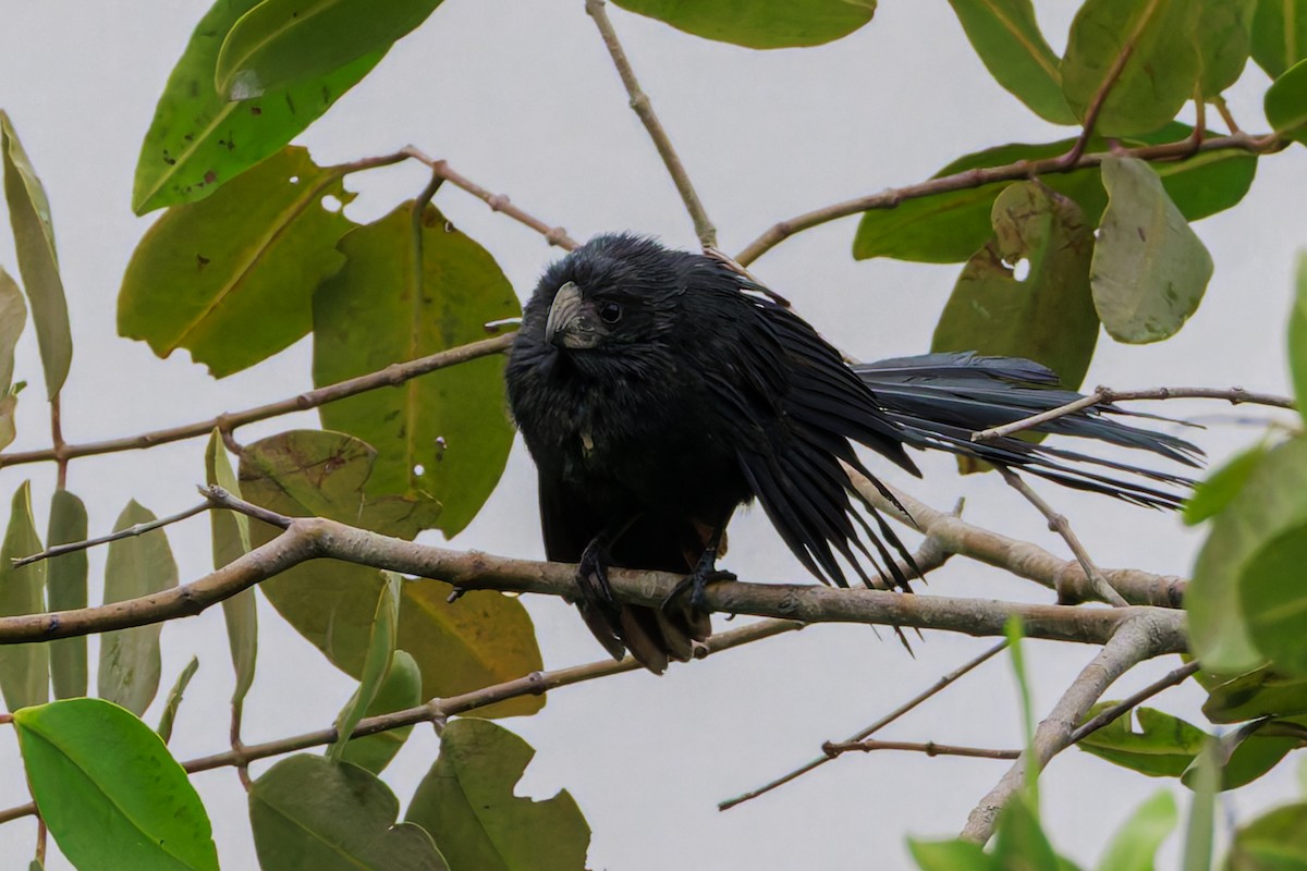 Groove-billed Ani - ML622786800