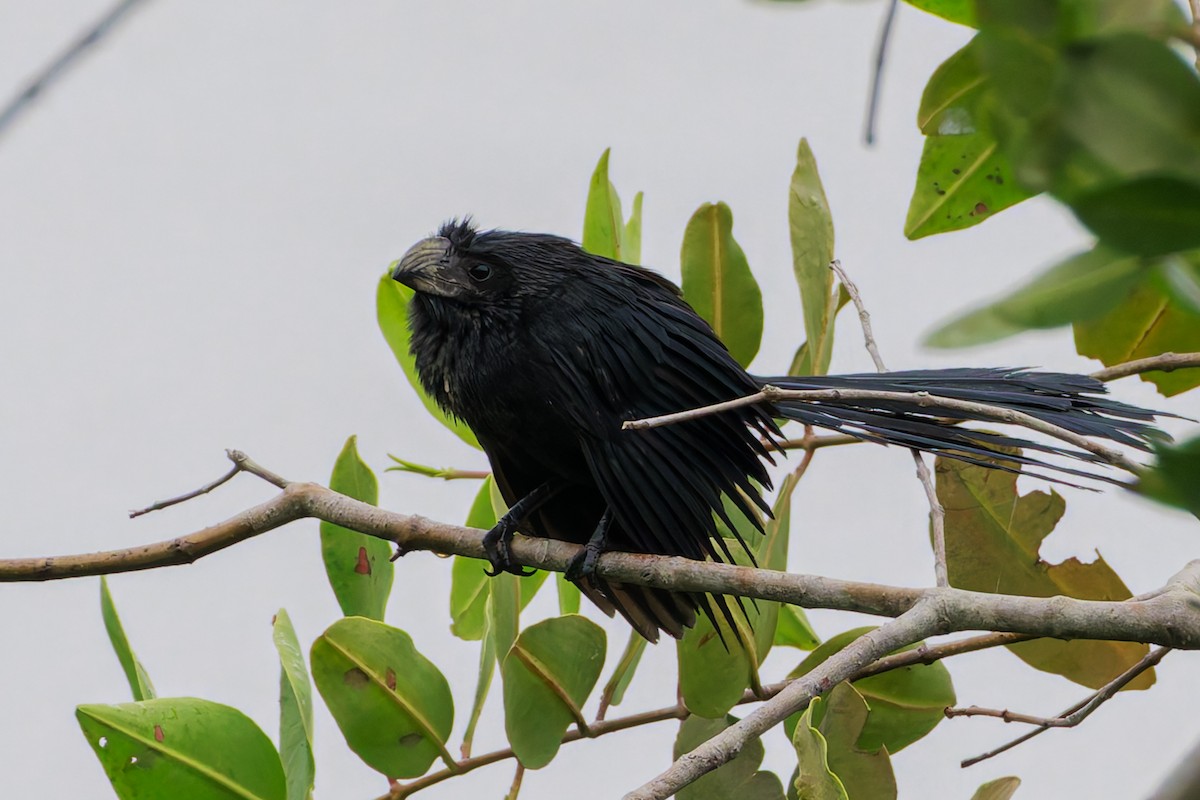 Groove-billed Ani - ML622786801