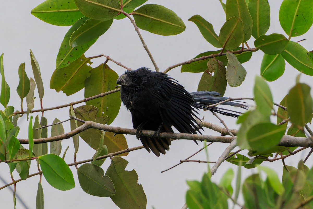 Groove-billed Ani - ML622786802