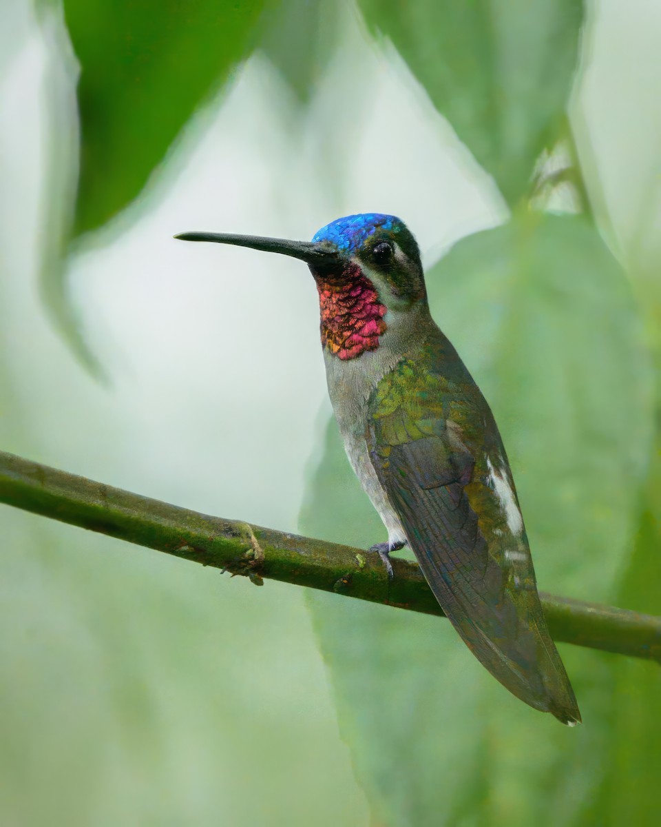 Long-billed Starthroat - Sean Crockett