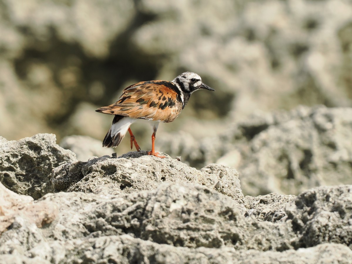 Ruddy Turnstone - ML622786814