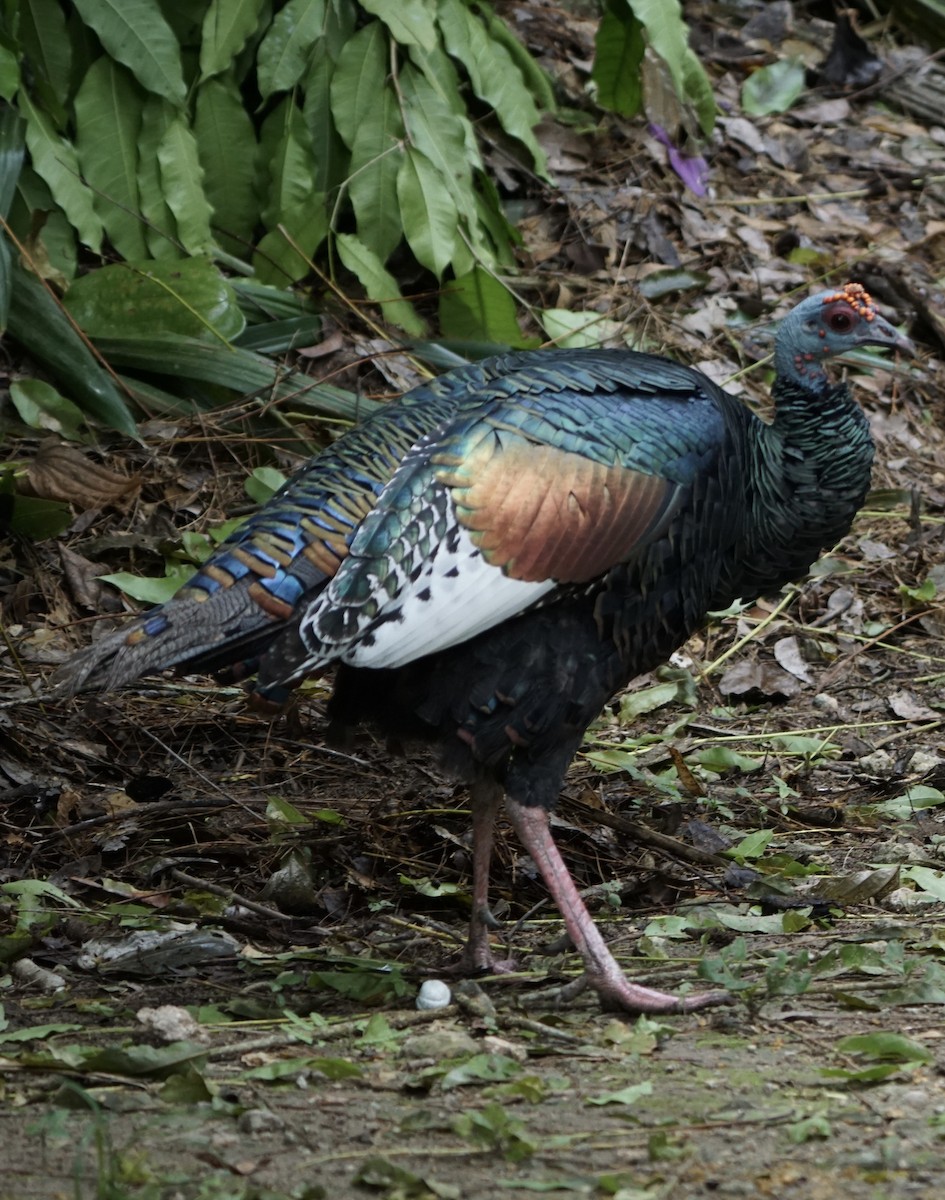 Ocellated Turkey - ML622786815