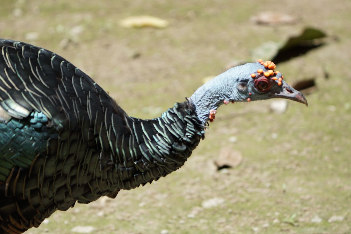 Ocellated Turkey - ML622786816