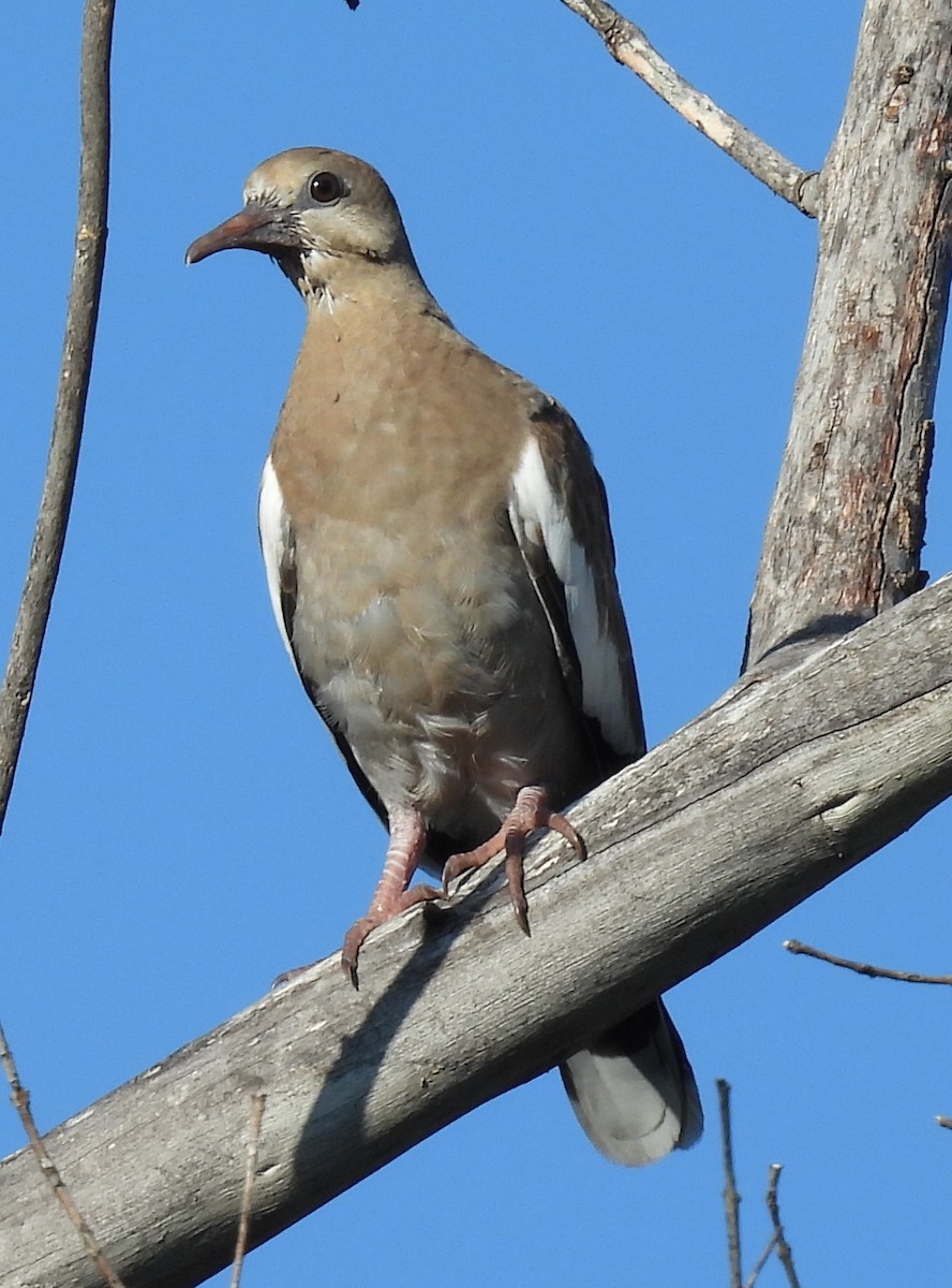 White-winged Dove - Julie Furgason