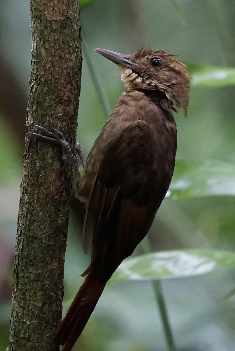 Tawny-winged Woodcreeper - ML622786825