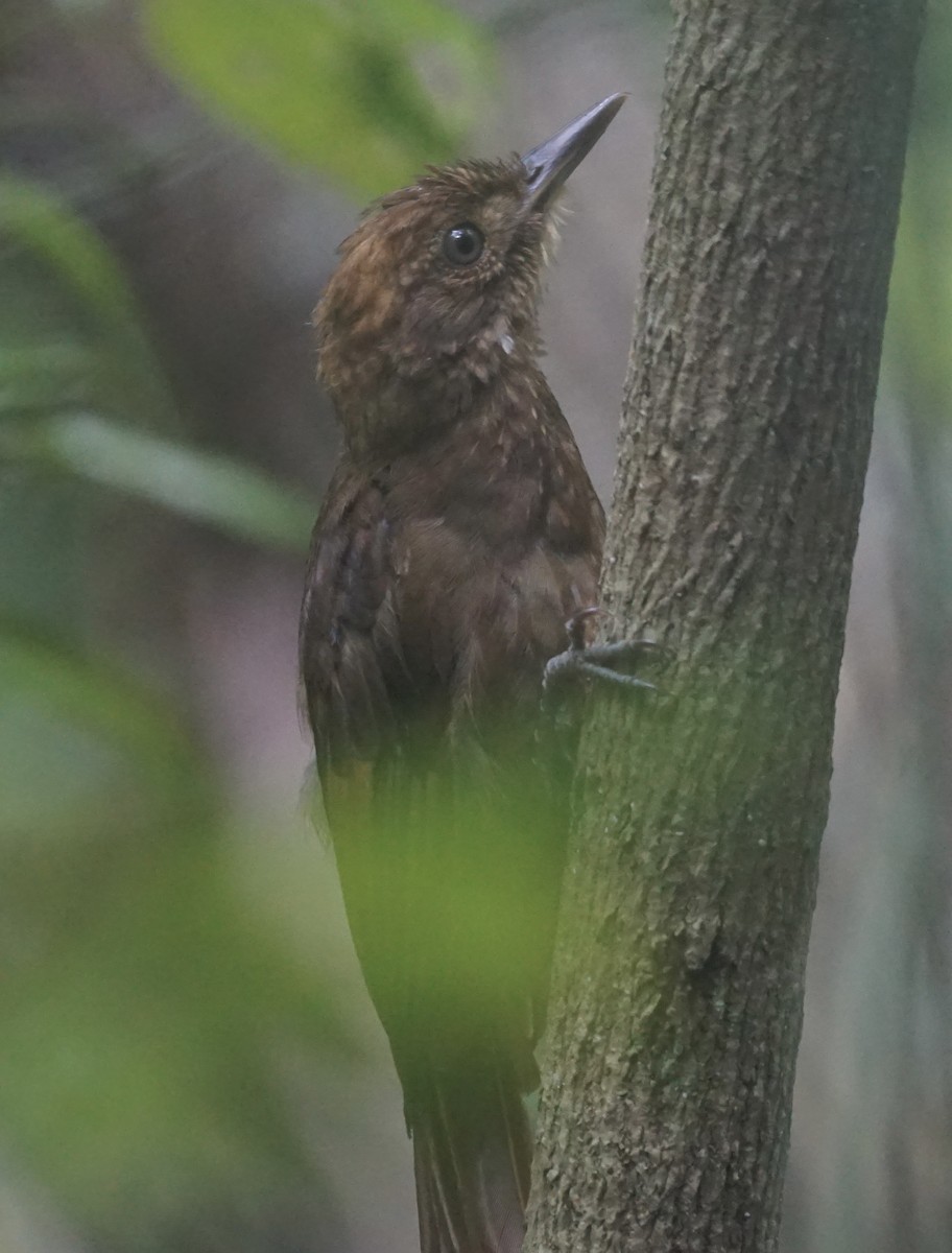 Tawny-winged Woodcreeper - ML622786826