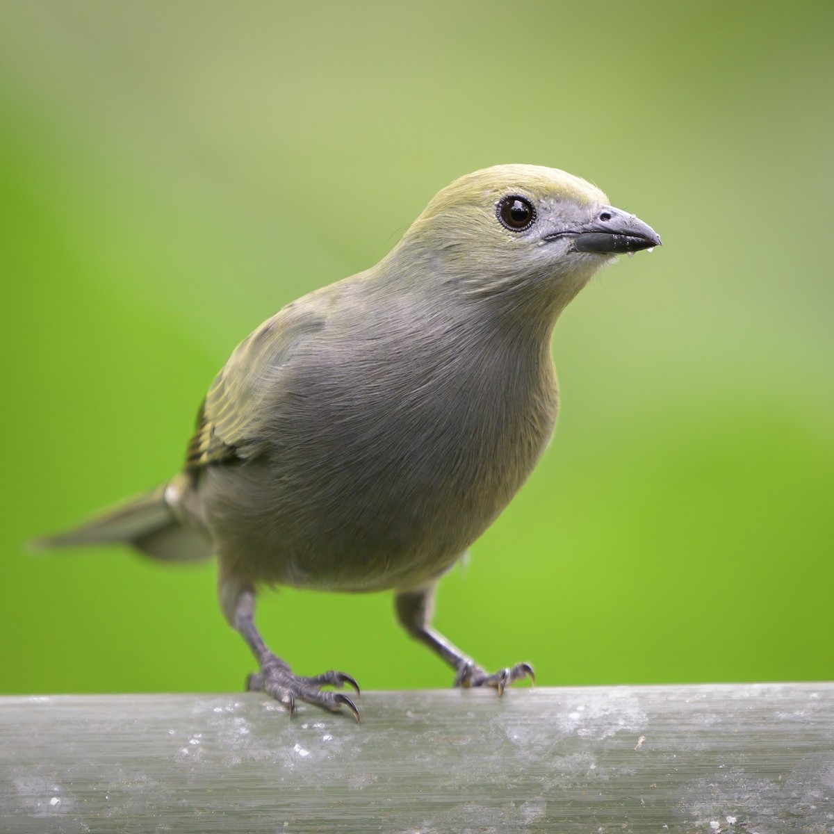 Palm Tanager - Sean Crockett