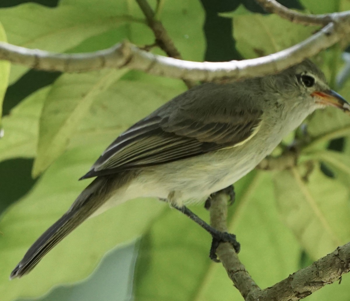 Northern Beardless-Tyrannulet - ML622786838