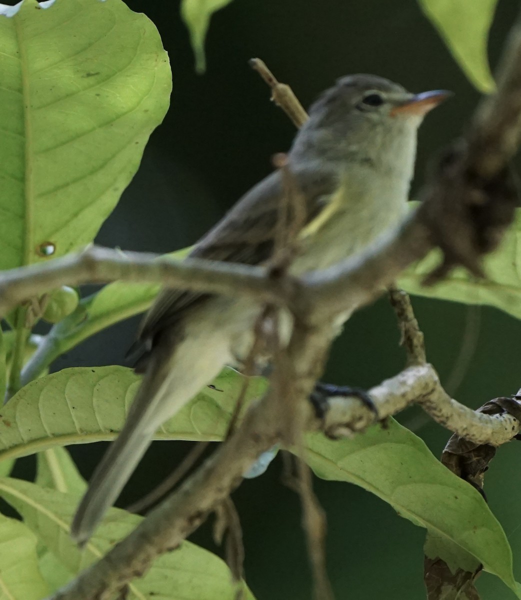 Northern Beardless-Tyrannulet - Padrick Anderson