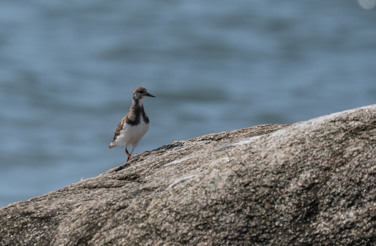 Ruddy Turnstone - Bonnie Tate