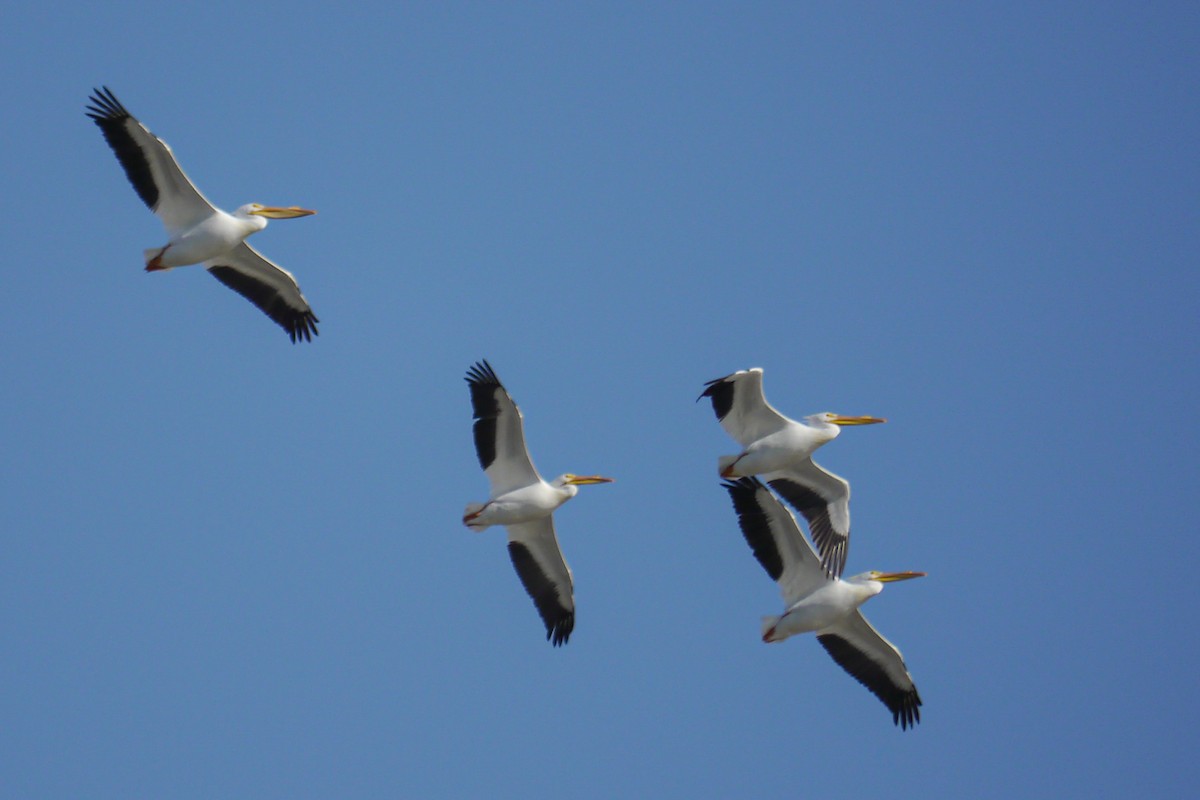 American White Pelican - ML622786877