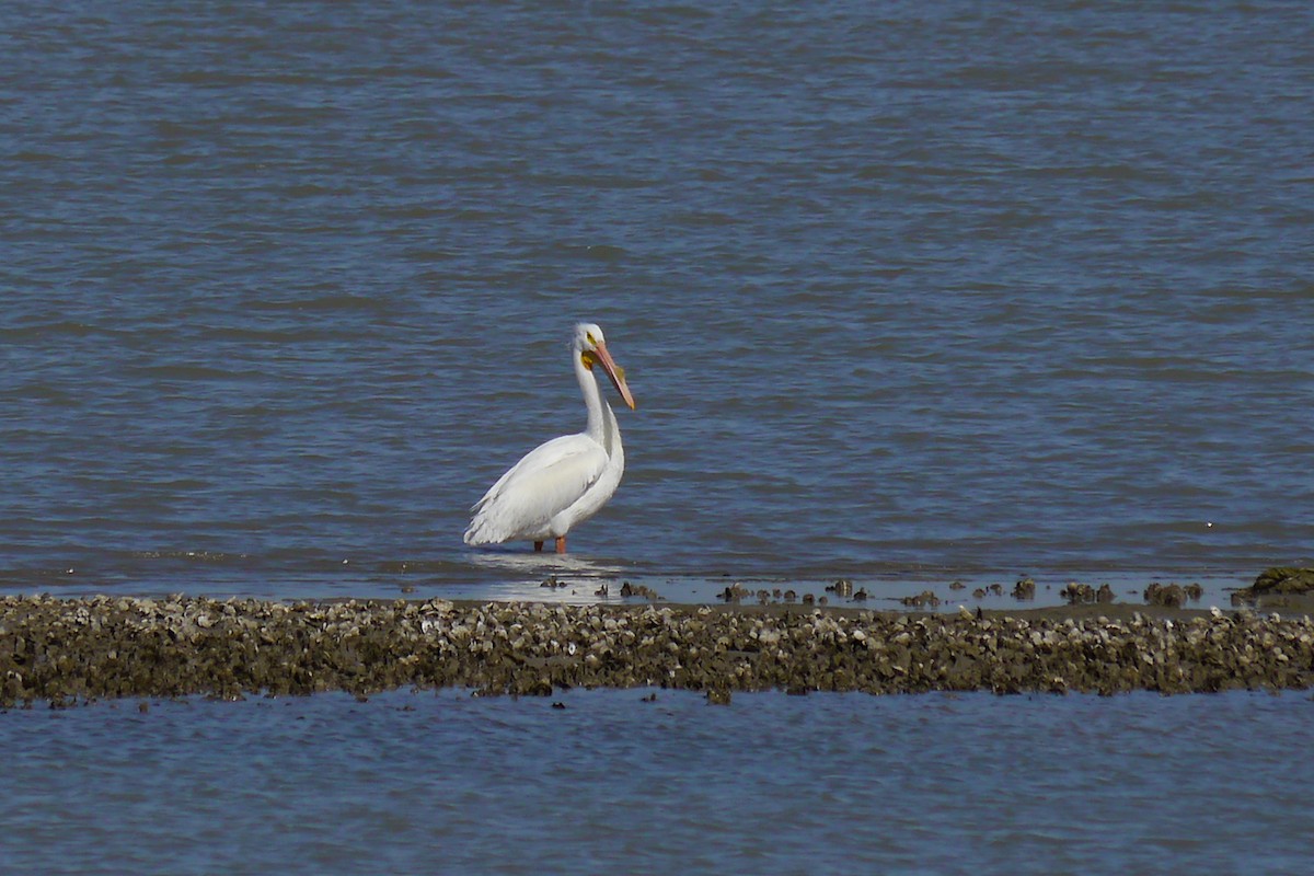 American White Pelican - ML622786878