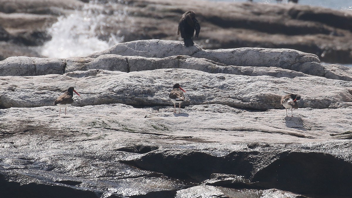 American Oystercatcher - ML622786879