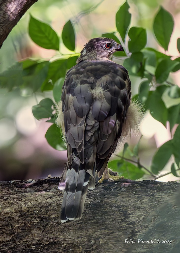 Cooper's Hawk - ML622786883