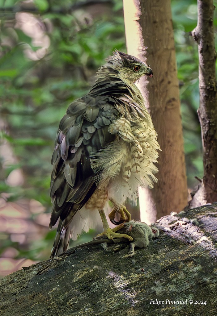 Cooper's Hawk - ML622786884